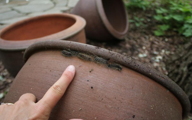 finger pointing to caterpillar on rim of flowerpot