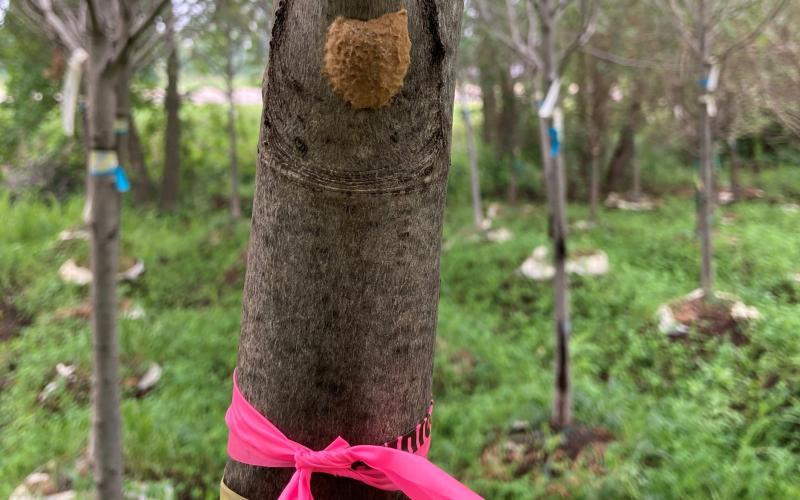 tan egg mass on tree