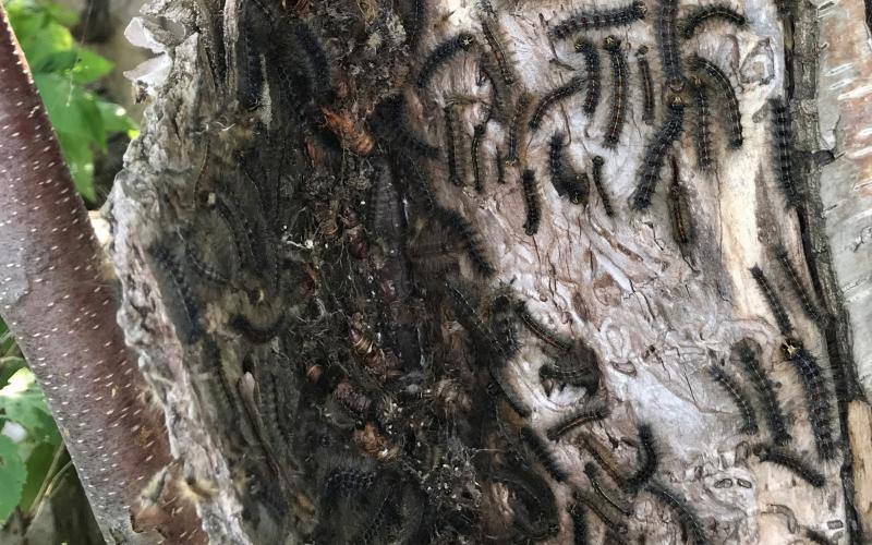 caterpillars on tree