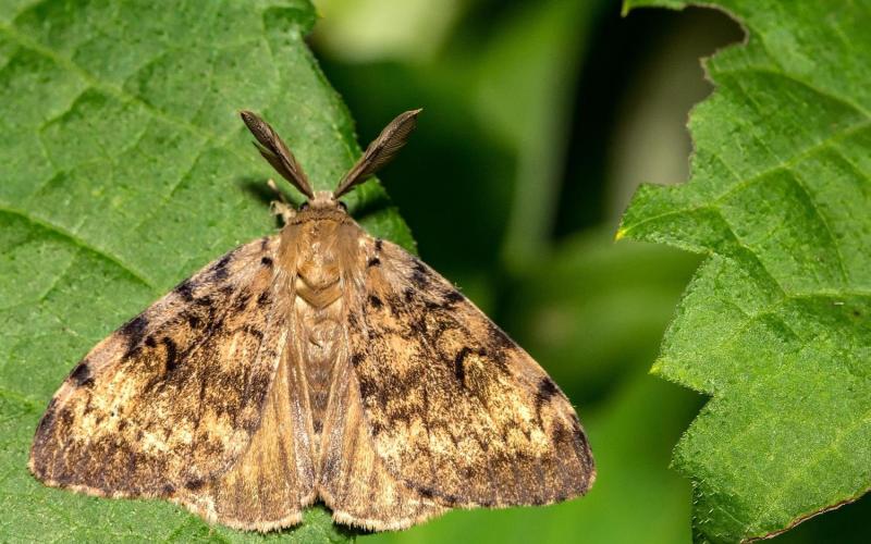 Male spongy moth with brown, mottled wings and feathery antennae, on a green leaf