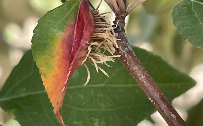 Fungal spore on the lower leaf surface