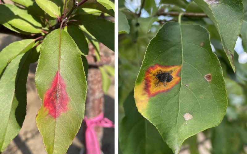 Red leaf spot on a crab apple leaf and a yellow leaf spot on a crab apple leaf