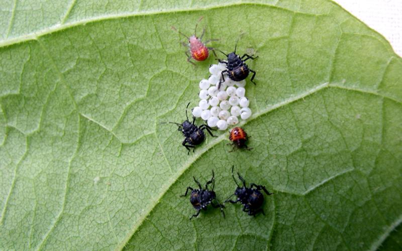 eggs and small bugs on leaf