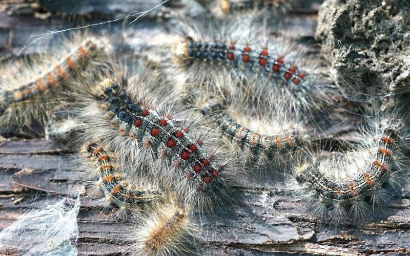 group of caterpillars