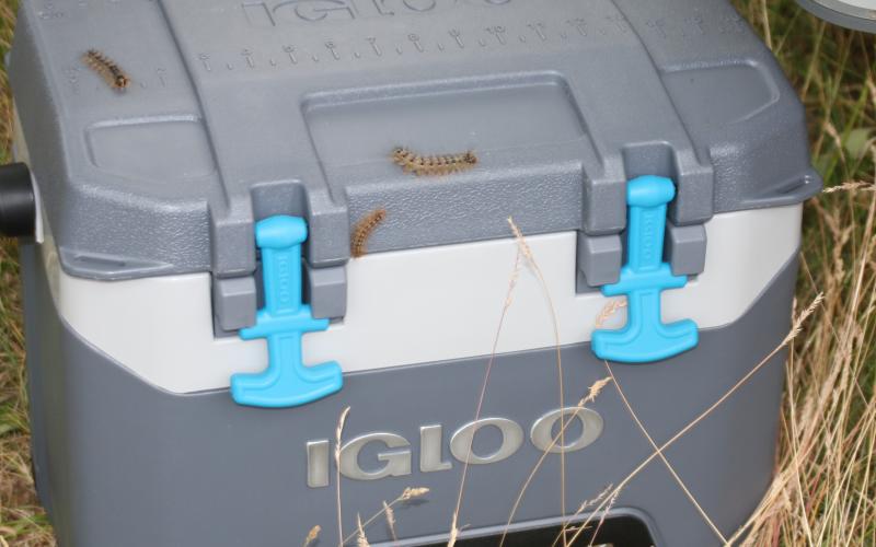 caterpillars on a cooler