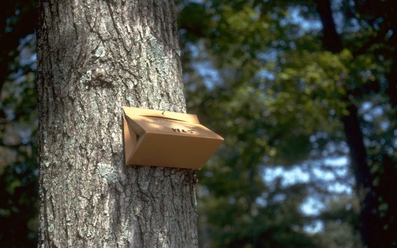 brown triangle trap on tree