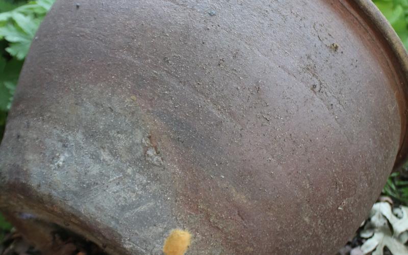 tan egg mass on brown flowerpot