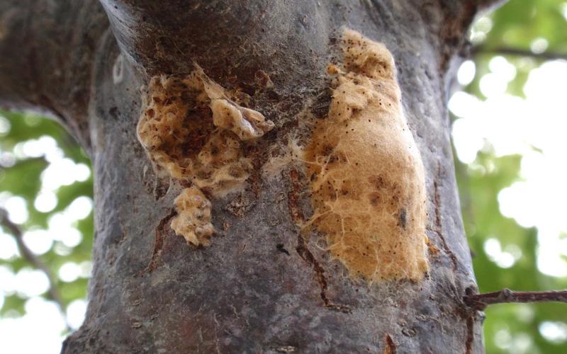 tan egg mass on tree