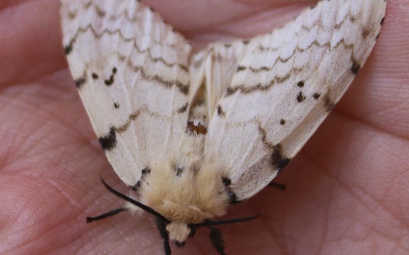 Female spongy moth with creamy white wings and faint black zigzag patterns