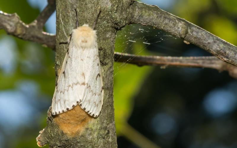 white moth with egg mass