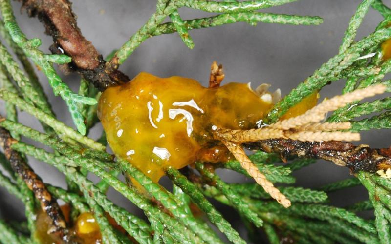 orange gelatinous fungal mass on juniper 