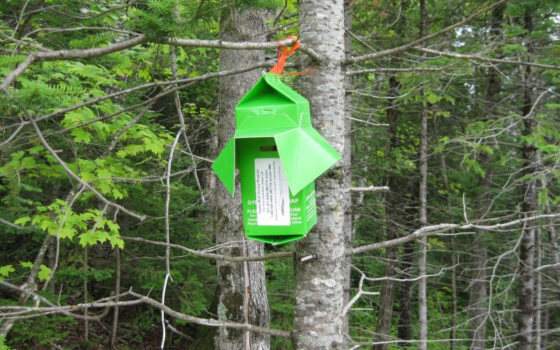 green milk carton trap on tree