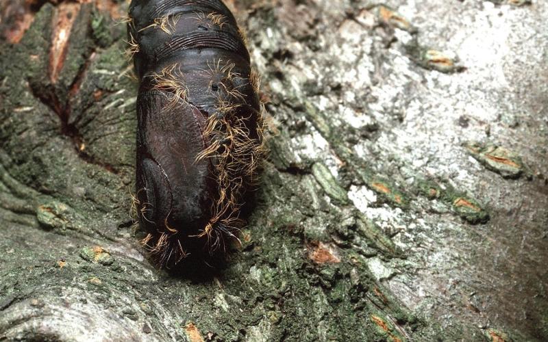 spongy moth pupa attached to a tree bark