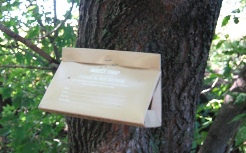 brown triangle trap on tree