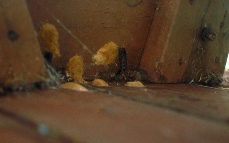 tan egg mass and pupa (cocoon) under picnic table