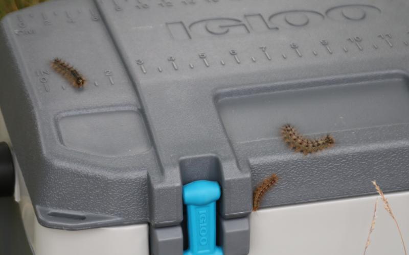 caterpillars on cooler