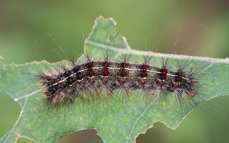 caterpillar on leaf