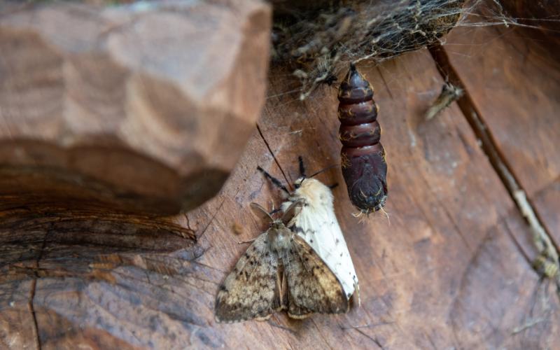 brown moth, white moth, and cocoon