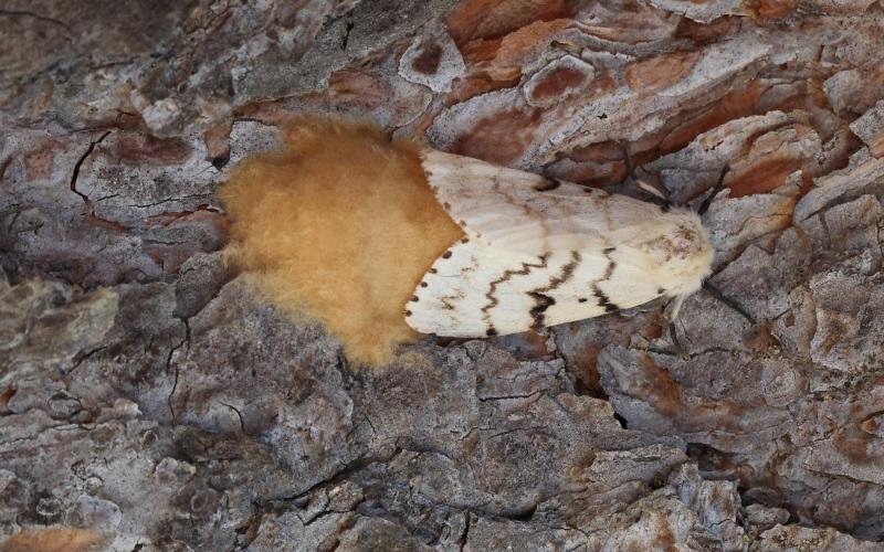 white moth with tan egg mass