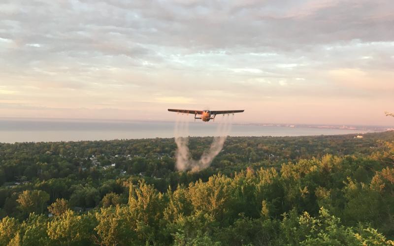 plane spraying over trees