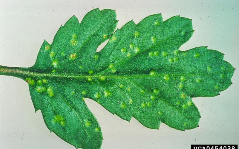 green leaf with yellow spotting