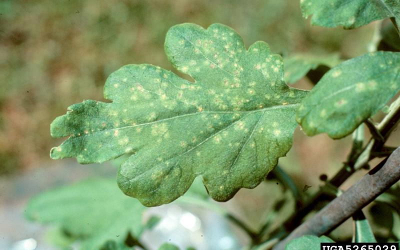 green leaf with yellow spotting