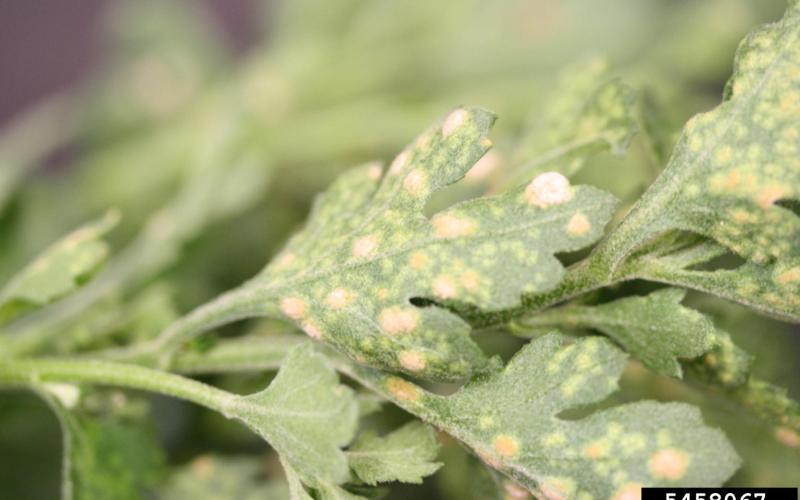 chrysanthemum plant leaves with yellow spots.