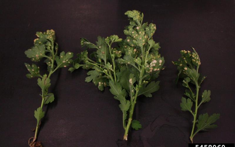 chrysanthemum plant stems and leaves with yellow spots.