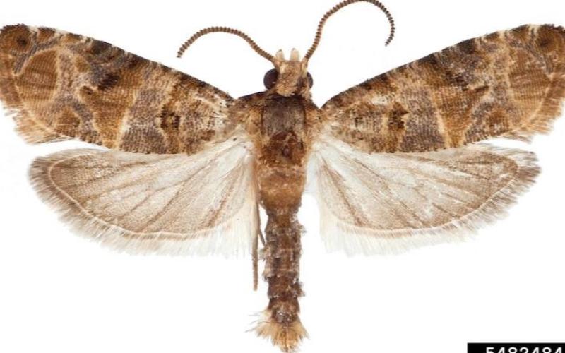 European grapevine moth