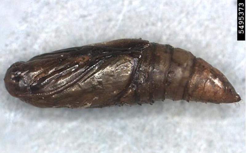 brown moth cocoon 