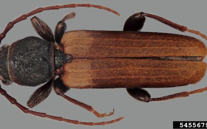 brown beetle with long antennas