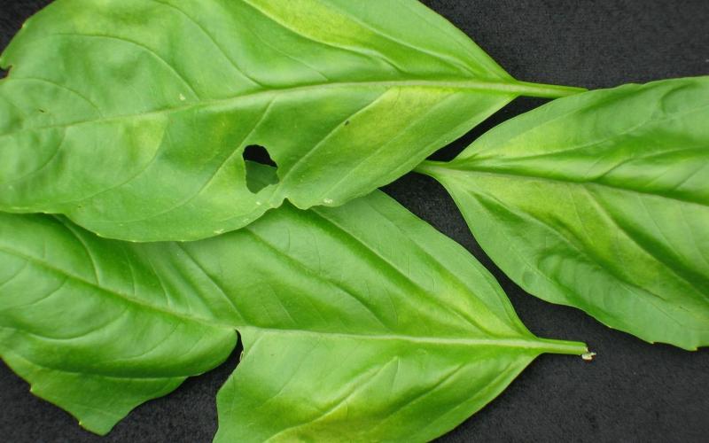 basil leaves with yellow spots