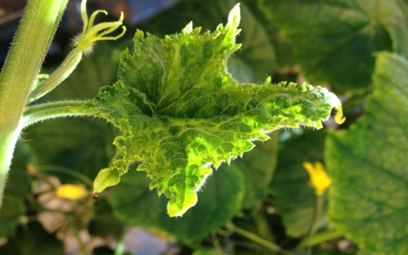 green leaf with yellowing and wilting 