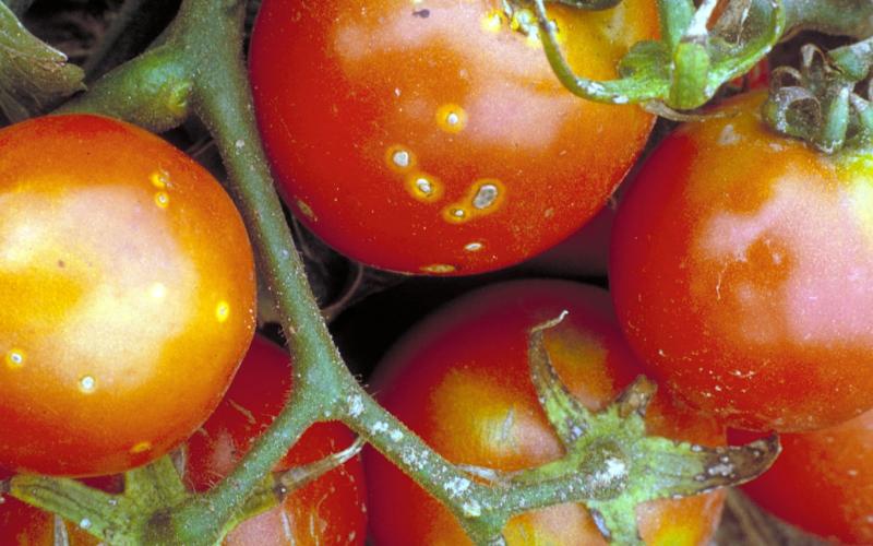 tomato plant with white spots on stem and fruit