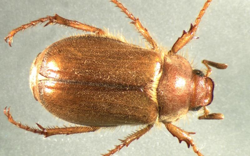 adult European chafer