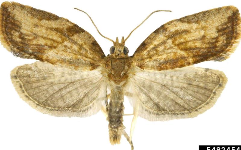 adult light brown apple moth