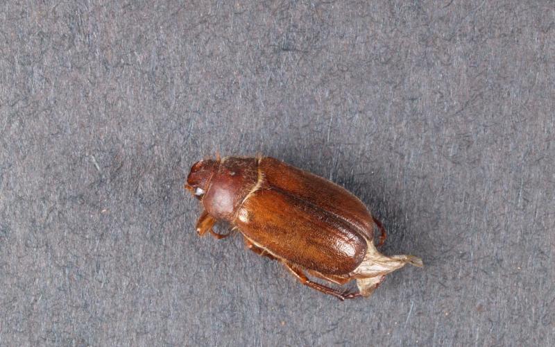 adult European chafer