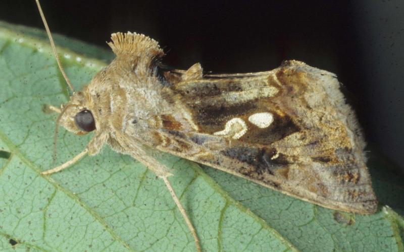 golden twin spot moth on leaf