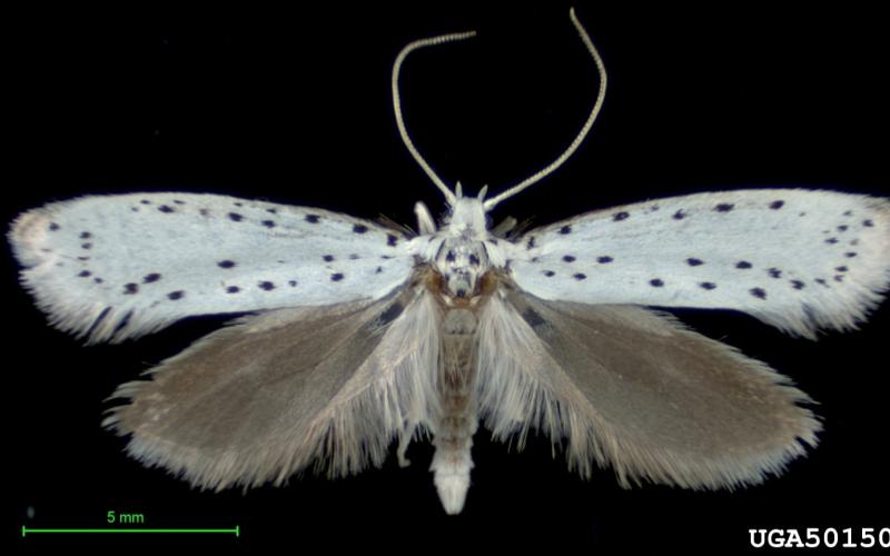 moth with white wings with black spots 