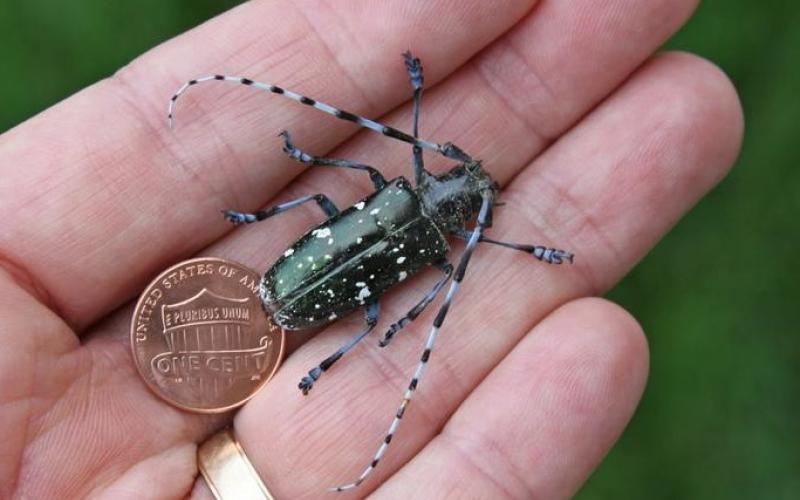 Asian longhorned beetle (ALB) in hand next to penny