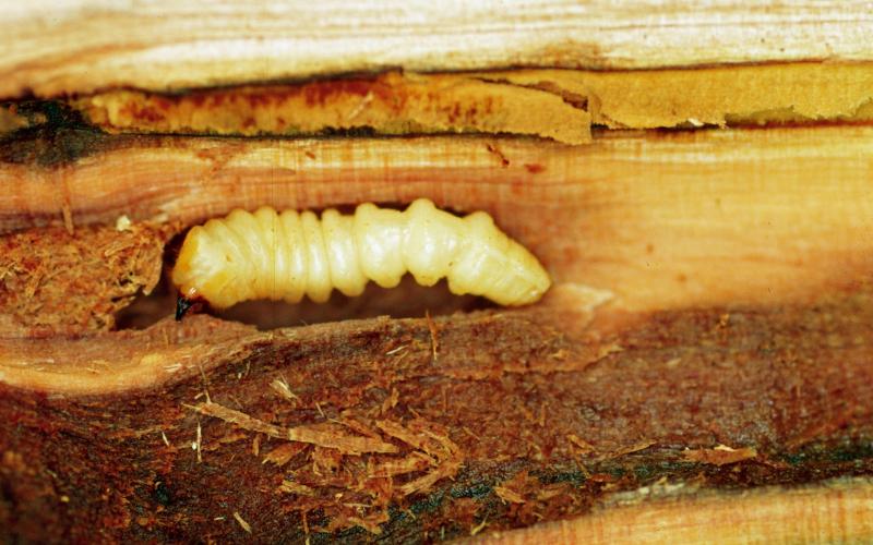 Asian longhorned beetle larva in tree bark