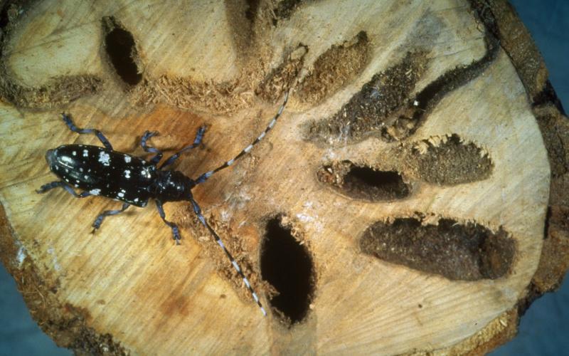 Asian longhorned beetle on tree with holes