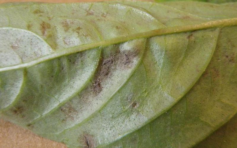 basil leaf with mold like growth.