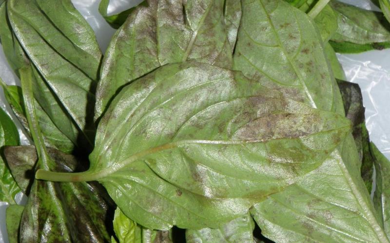 basil leaves with brown spotting