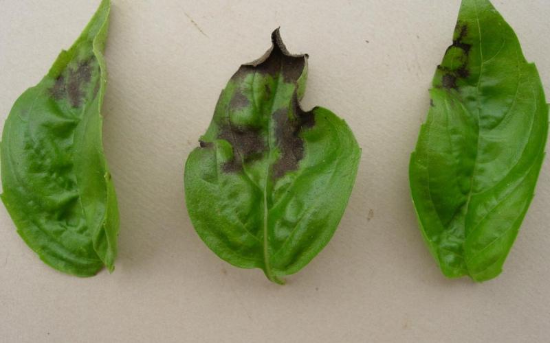 three basil leaves showing signs of mold like growth