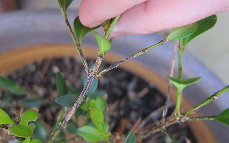 plant stem with black streaking