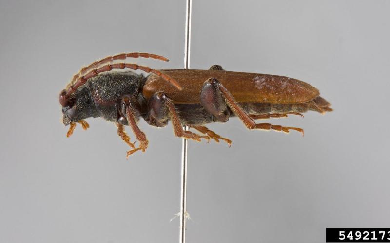 side view of brown beetle with long antennas 