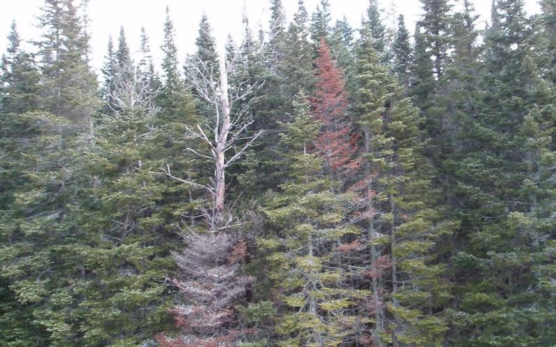 group of trees with some that are bare and dying