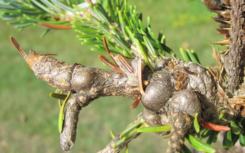 swollen, deformed tree branches