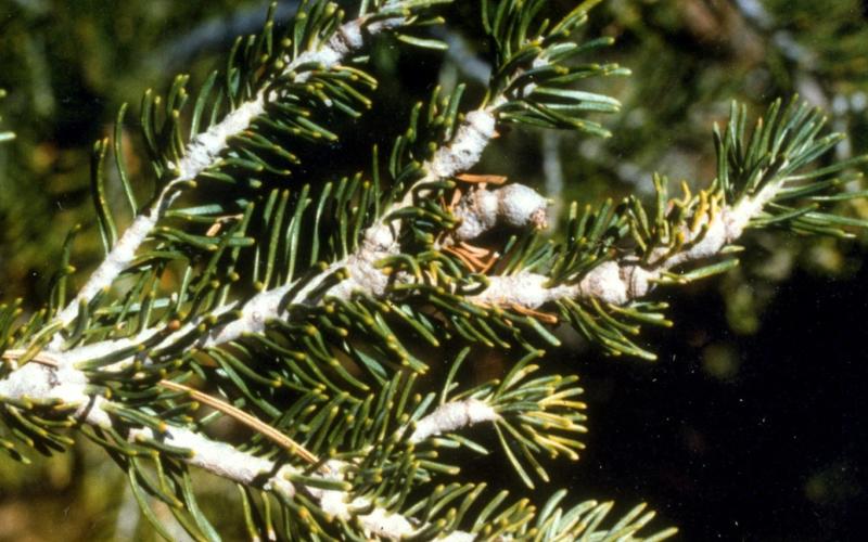 swollen, deformed tree branches